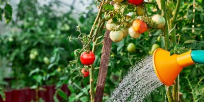 Zalévání rajčat vodou z konve