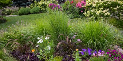 Okrasné trávy v záhonu