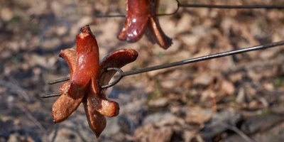 Opékání špekáčků nad ohněm