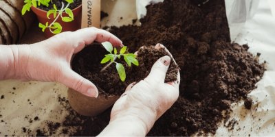 Žena dává substrát k sazenici rajčete