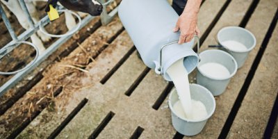 Nalévání mléka do kýblů