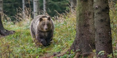 Medvěd hnědý v lese