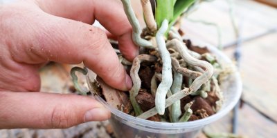 Detail kořenů orchideje v květináči