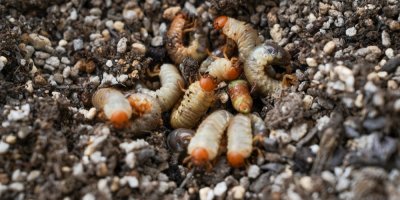 Larvy hmyzu v půdě