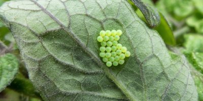 Hmyzí vajíčka na listu