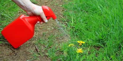 Člověk stříká herbicid na pampelišku v trávníku