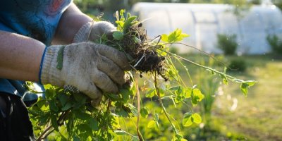 Muž s pracovními rukavicemi drží plevel