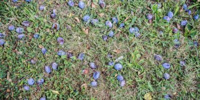 Popadané švestky na zahradě