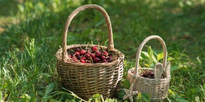 Dva košíky s třešněmi