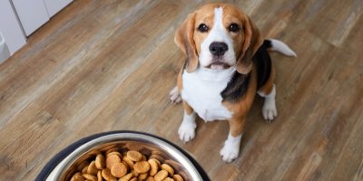 Páníček nese psovi granule