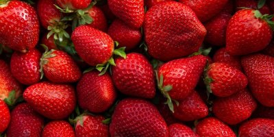 Červené zralé jahody