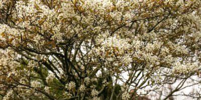 Rozkvetlý keř muchovníku