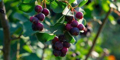 Plody muchovníku na větvi