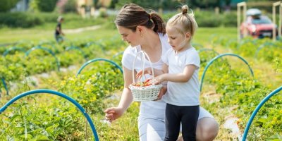 Matka s malou dcerou trhají jahody na jahodové plantáži