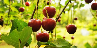 Třešně na stromě 