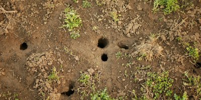 Díry od hrabošů v zemi