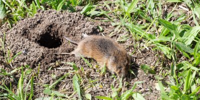 Hraboš u díry v zemi
