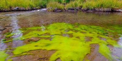 Zelená voda v rybníku