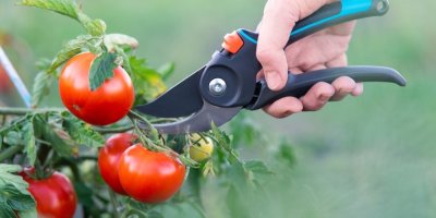 Člověk zahradnickými nůžkami zastřihává části rajčete 