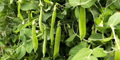 Rostoucí lusky hrášku