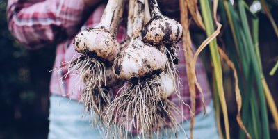 Člověk drží česnek