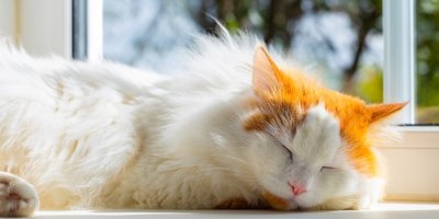 Bílá kočka spí na slunci u okna