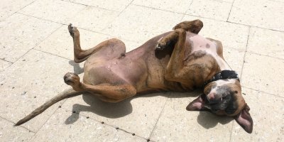 Hnědý pes s bílou lysinu leží na zádech na dlažbě a opaluje se