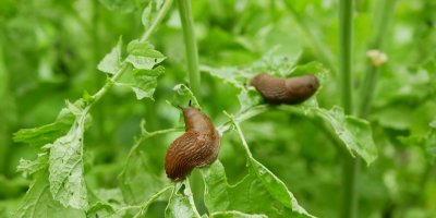 Dva slimáci ožírají listy rostliny