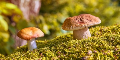 Dvě houby v mechu