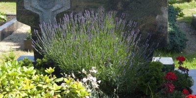 Levandule na hřbitově