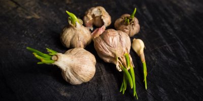 Naklíčený česnek