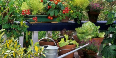 Květináče se zeleninou na terase