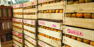 Dřevěné bedny s ovocem