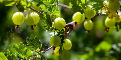 Plody angreštu na keři