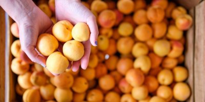 Žena drží v rukou čerstvě natrhané meruňky