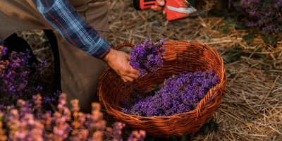 Nastříhaná levandule v košíku
