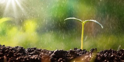 Zalévání sazenice v hlíně