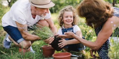 Děda s babičkou a vnučkou přesazují levanduli