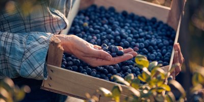 Ruka drží bedýnku s borůvkami a v dlaních má borůvky