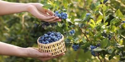 Košíček s borůvkami v ruce, druhá trhá borůvky
