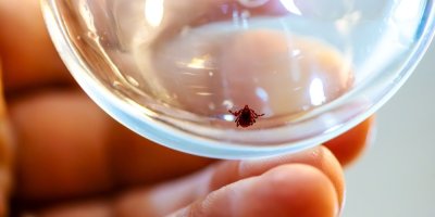 Detailní záběr na klíště ve skleněné nádobce