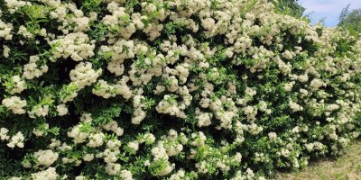 Keř Hlohyně (Pyracantha)