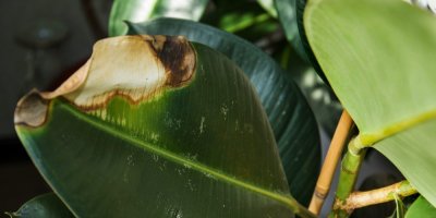 Pokojová rostlina s listem spáleným od slunce