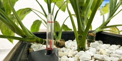 Detail pokojové rostliny v samozavlažovacím květináči