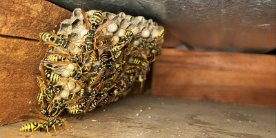 Vosí hnízdo s vosami