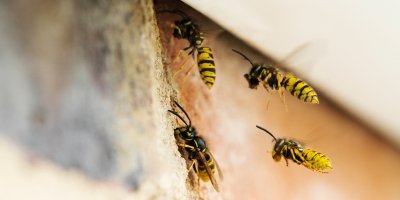 Vosy přilétající do hnízda ve škvíře zdi