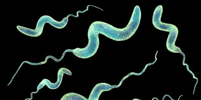 Bakterie pod mikroskopem