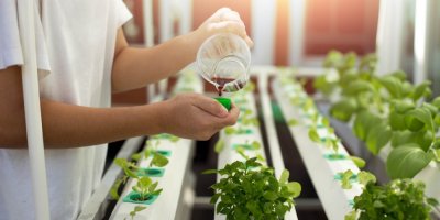 Člověk lije hnojivo na bylinky