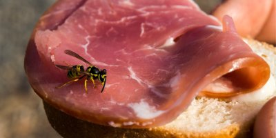 Vosa na plátku šunky