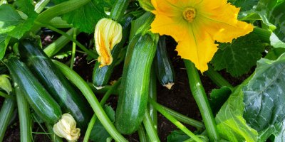 Plody cukety na rostlině